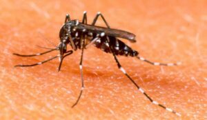Desmistificando os Mitos: Dengue e o Uso do Paracetamol