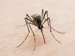 Desmistificando os Mitos: Dengue e o Uso de Dipirona